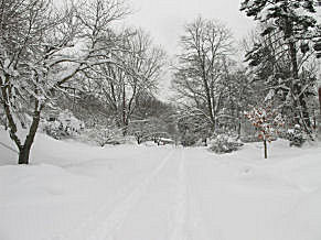 Unplowed Street